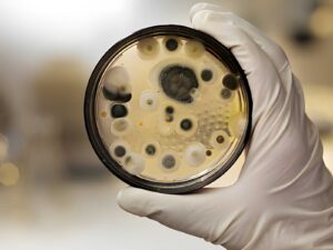 black mold removal in chattanooga